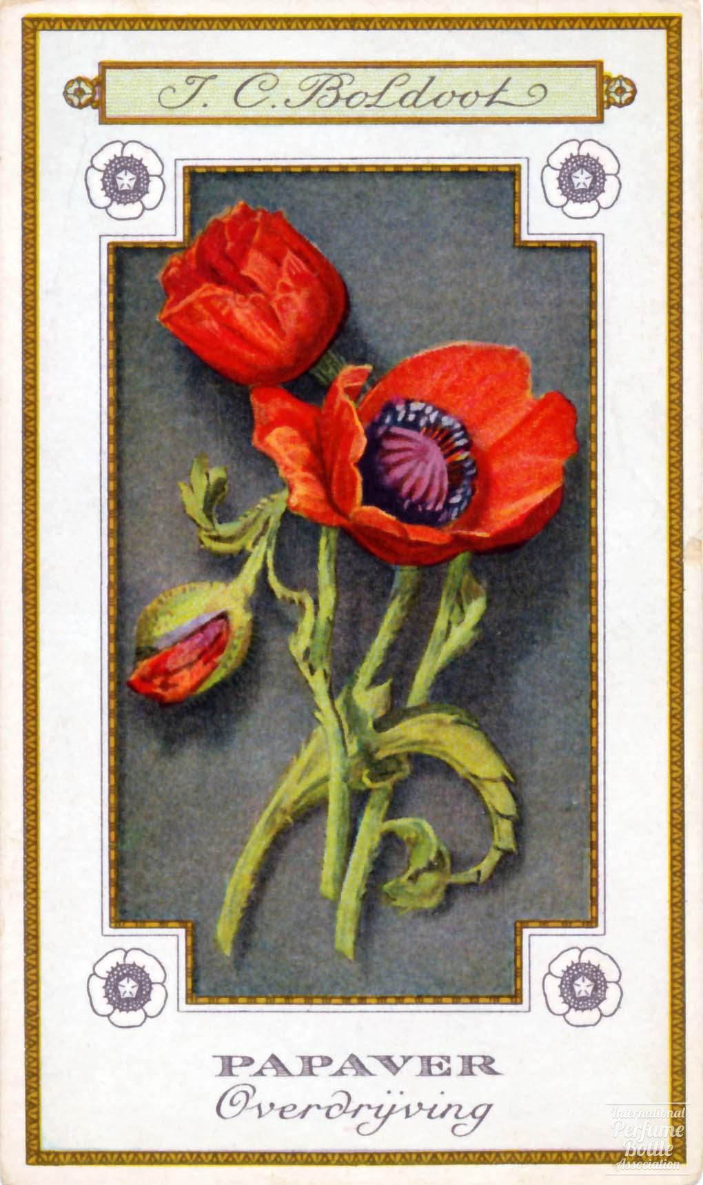 Papaver Botanical Print Trade Card by Boldoot