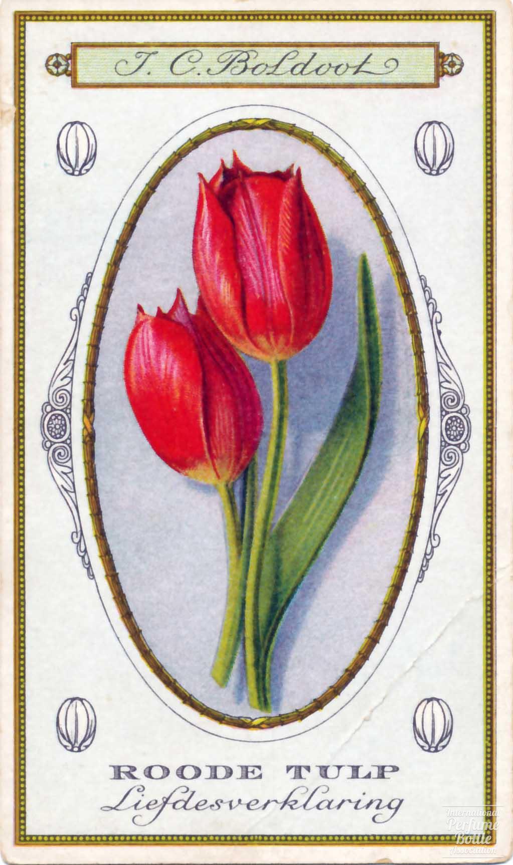 Red Tulip Botanical Print Trade Card by Boldoot